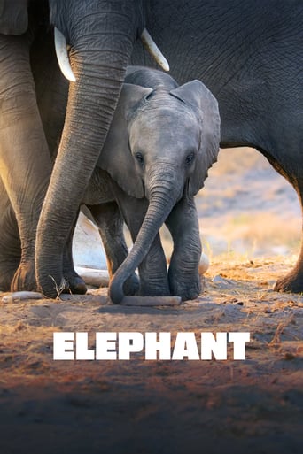دانلود فیلم Elephant 2020 (فیل) دوبله فارسی بدون سانسور